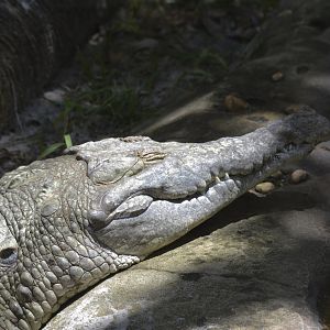 Orinoco crocodile [2017]