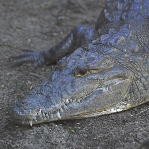 Morelet's crocodile [2017]