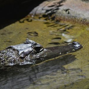 Spectacled caiman [2017]