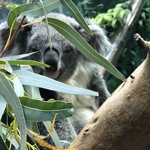 Koala