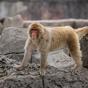 Japanese macaque