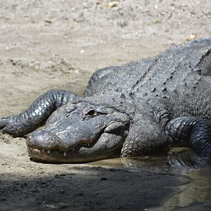 American alligator [2017]