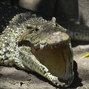 Cuban crocodile [2017]