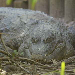 West African slender-snouted crocodile [2017]