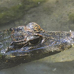 Dwarf crocodile [2017]
