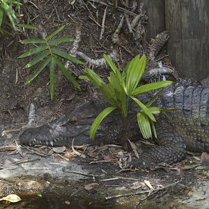 Philippine crocodile [2017]