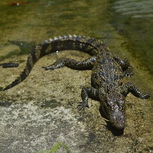 Siamese crocodile [2017]