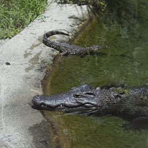 Siamese crocodile [2017]