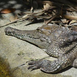 Freshwater crocodile [2017]