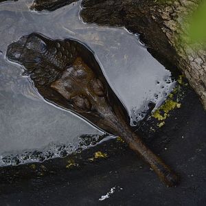 False gharial [2017]