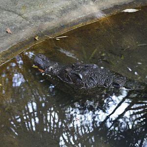 New Guinea crocodile [2017]