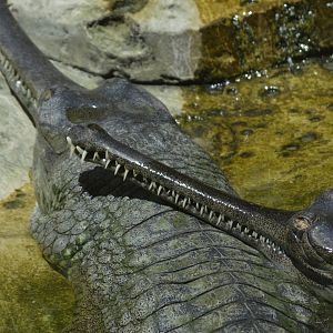 Gharial [2017]