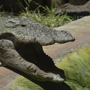 Mugger crocodile [2017]
