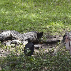 Black vulture and marabou stork [2017]