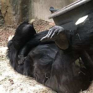 Western Lowland Gorilla