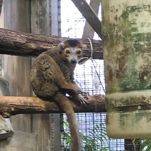 Mongoose Lemur