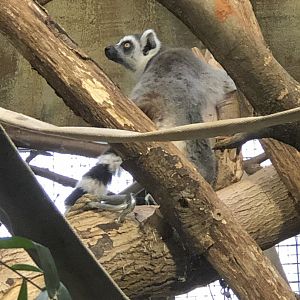 Ring-tailed Lemur