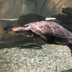 Yellow-spotted Amazon River Turtle