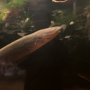 Electric Eel