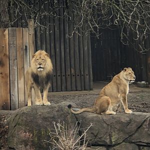 African Lions