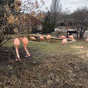Chilean Flamingos