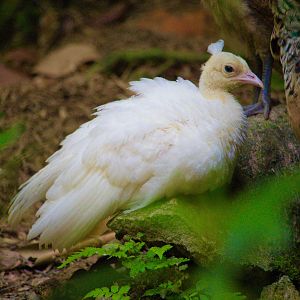 Leucistic Peachick