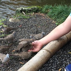 Hand-feeding wild Zebra Doves
