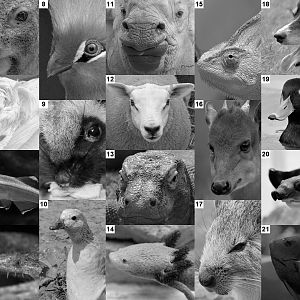 Mad March Monochrome Photo Puzzle