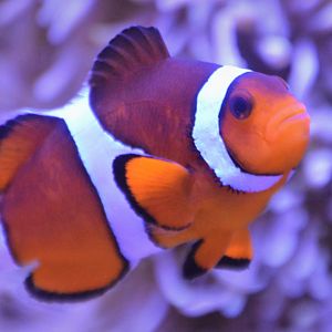 Amphiprion ocellaris