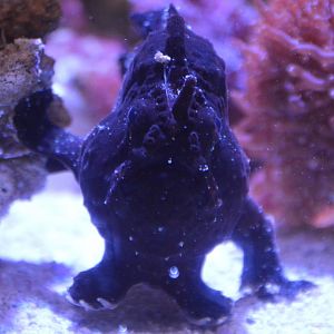 Antennarius commerson