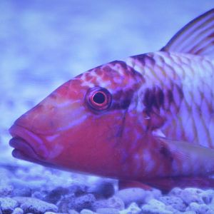 Parupeneus multifasciatus