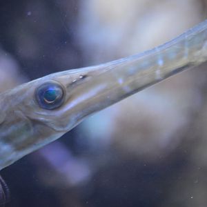 Aulostomus chinensis