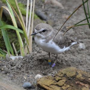 Charadrius nivosus nivosus "Crush"