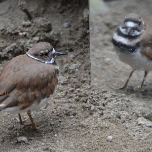 There's much to be said about vanity (Charadrius vociferus vociferus)