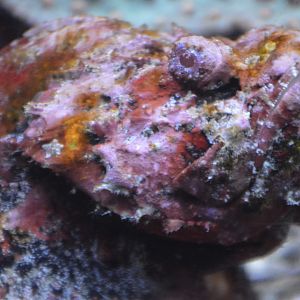 Scorpaenopsis diabolus
