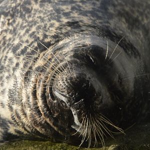 Phoca vitulina richardsi, "Q"