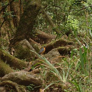 Chorister Robin-Chat