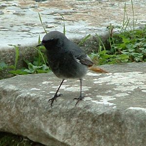 Black Redstart