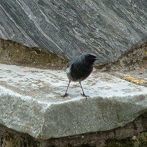 Black Redstart