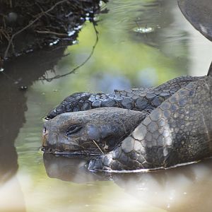 Galápagos giant tortoise [2017]