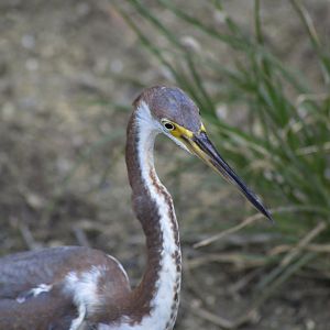 Tricolored heron [2017]