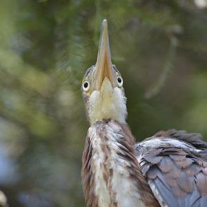 Tricolored heron [2017]
