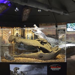 Deinosuchus skull replica [2017]