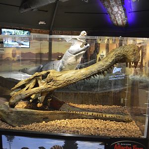 Sarcosuchus skull replica [2017]