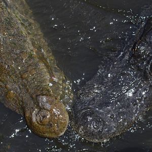 American crocodile and American alligator [2017]