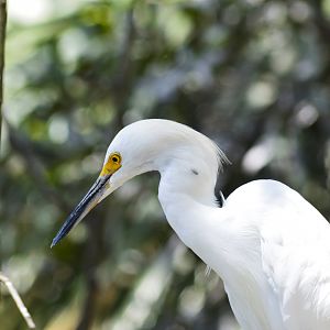 Snowy egret [2017]