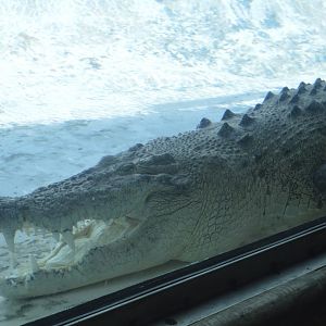 Maximo, saltwater crocodile [2017]