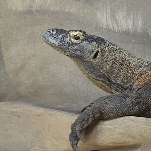 Komodo dragon [2017]