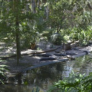 Caiman, crocodile and alligator exhibit [2017]