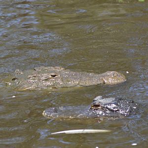 American alligator and American crocodile [2017]